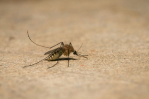 A close-up of a mosquito, a common insect pest managed by Economy Pest Control Inc in Annapolis, MD.
