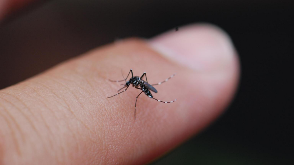 A close-up of a mosquito on a finger, representing pest issues addressed by Epoch Pest Solutions in Oklahoma City, OK.