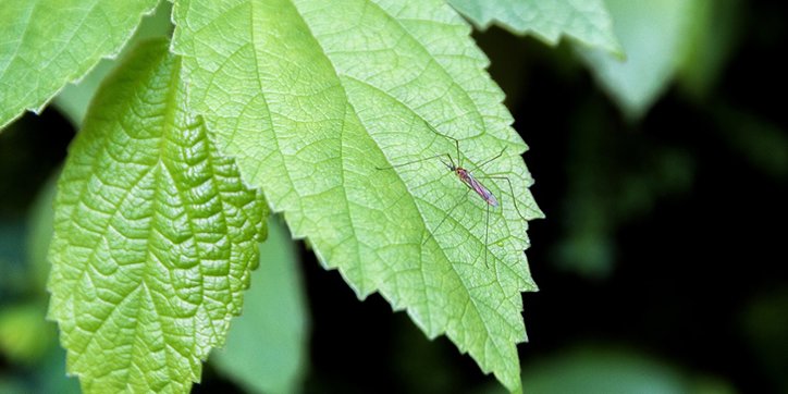 A mosquito resting on a vibrant green leaf, representing a common pest issue addressed by Springer Professional Home Services in Des Moines, IA.