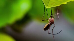 A close-up of a mosquito resting on a leaf, a common pest targeted by Stokes Mosquito and Pest Services in North Augusta, SC.