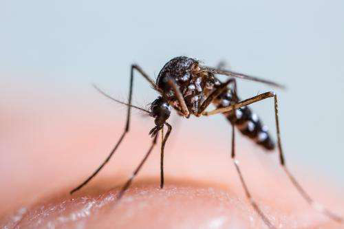 A close-up of a mosquito on human skin, representing a common pest issue addressed by Weldon Termite & Pest Control Inc. in Champaign, IL.