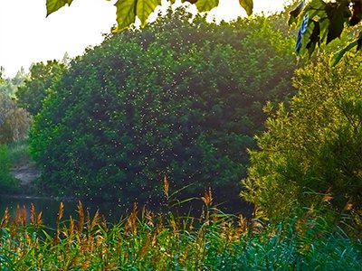 A large swarm of mosquitoes flying over water near trees, indicating a pest problem in Austin, TX.