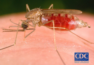 A close-up image of a mosquito with a full blood meal, representing a common pest issue handled by Midwest Pest Control in East Peoria, IL.
