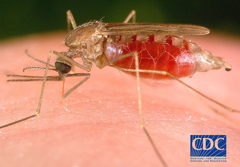 A close-up image of a mosquito with a full blood meal, representing a common pest issue handled by Midwest Pest Control in East Peoria, IL.