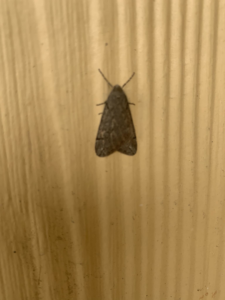 A moth resting on a light-colored wall, indicating a pest issue that Cuzzins Pest and Termite Control can resolve in Hopkinsville, KY.