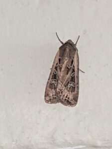 A moth resting on a white wall, indicating a potential indoor pest issue, by Blue Rose Pest Control in Fremont, NE.