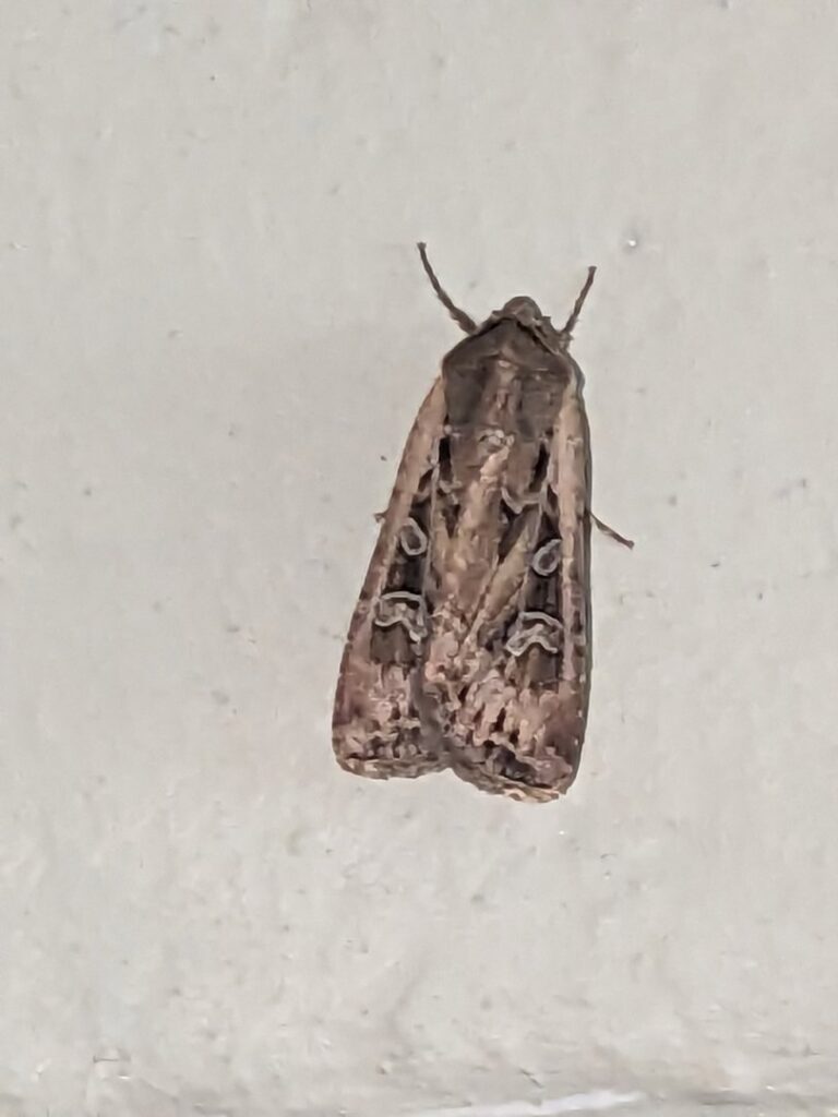 A moth resting on a white wall, indicating a potential indoor pest issue, by Blue Rose Pest Control in Fremont, NE.