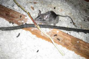 A mouse and its droppings on insulation, indicating a pest problem for Pony Express Pest Control in Pollock Pines, CA.