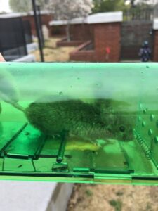 A small mouse safely caught inside a green humane trap, demonstrating wildlife removal services by Mayday Pest Management in Tulsa, OK.