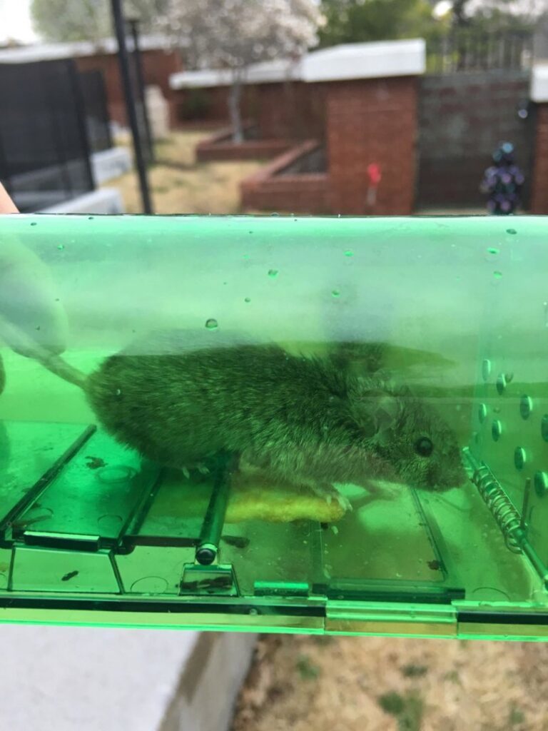 A small mouse safely caught inside a green humane trap, demonstrating wildlife removal services by Mayday Pest Management in Tulsa, OK.