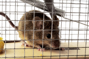 A mouse safely caught in a live trap, demonstrating effective rodent control by Fusion Pest Control in Ammon, ID.
