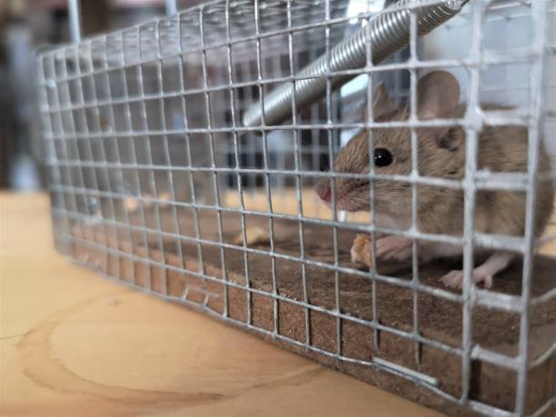 A mouse caught in a humane live trap for rodent control by Rays Property maintenance and Pest Control in Churchville, NY