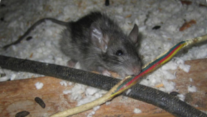 A mouse chewing on an electrical wire, indicating a rodent problem addressed by Pest Badger in Chippewa Falls, WI.
