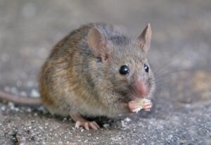 A close-up of a mouse eating, representing a common rodent issue handled by Valley Pest Control in Oshkosh, WI.