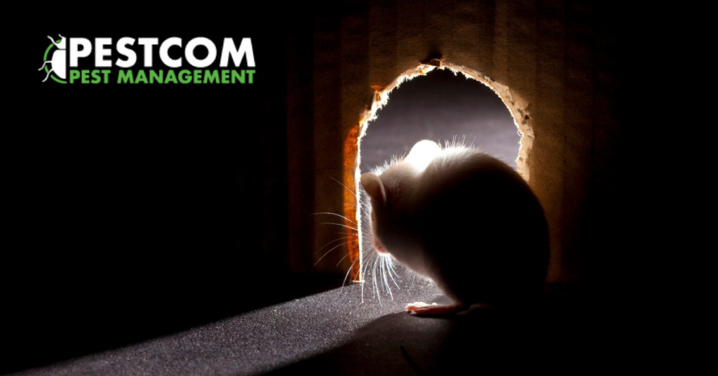 A mouse silhouetted as it enters a hole in the dark, a common sign of rodent activity handled by Pestcom Pest Management in Nampa, ID
