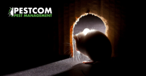 A mouse silhouetted as it enters a hole in the dark, a common sign of rodent activity handled by Pestcom Pest Management in Nampa, ID