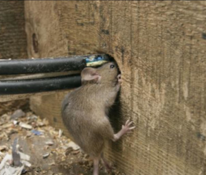 A mouse entering a hole in a wooden beam, showing pest activity handled by Pest Badger in Chippewa Falls, WI.