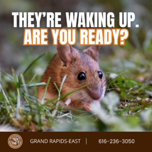 A small mouse in the grass, representing a pest issue handled by Mosquito Hunters of Grand Rapids, MI.