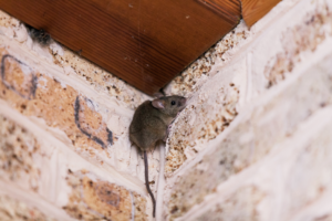 A small mouse hiding in the corner of a brick wall inside a home, a common wildlife pest problem addressed by The Bug Man in Ankeny, IA.