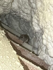 A small mouse visible in an insulated wall cavity, indicating rodent control services by All Pest of Syracuse in East Syracuse, NY.