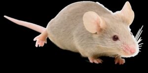 A small mouse on a black background, representing rodent control services by Bohmz Pest Services in Janesville, WI.