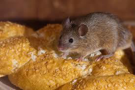 A mouse on bread, indicating a rodent infestation problem, for Puget Sound Rodent Exclusion Specialist in Seattle, WA.