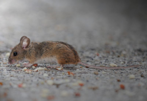 A small mouse on the ground, indicating a potential pest issue, handled by A-TEX PEST MANAGEMENT INC. in Austin, TX