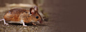A small mouse on the ground, indicating rodent control services by Bohmz Pest Services in Janesville, WI.