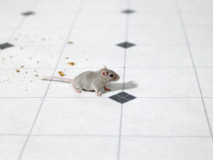 A small mouse on a tiled kitchen floor with crumbs, illustrating a rodent problem addressed by Pro-Tech Services in Corpus Christi, TX.