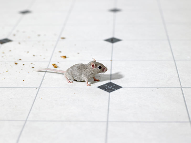 A small mouse on a tiled kitchen floor with crumbs, illustrating a rodent problem addressed by Pro-Tech Services in Corpus Christi, TX.