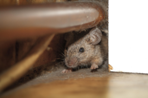 A small mouse peeking out from a dark crevice, indicating a pest issue, for Brownco Pest Control in Wilmington, DE.