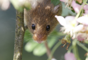 A small mouse peeking from behind foliage, representing a common pest problem addressed by A-TEX PEST MANAGEMENT INC. in Austin, TX
