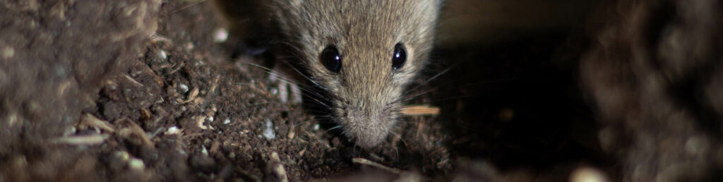 A mouse peeking out from a hole, indicating a rodent control service offered by Barton Pest Solutions in York, PA.