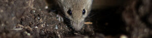 A mouse peeking out from a hole, indicating a rodent control service offered by Barton Pest Solutions in York, PA.
