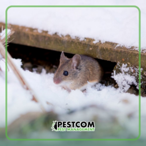 A small mouse peeking out from under a wooden board in the snow, a common wildlife issue for Pestcom Pest Management in Nampa, ID