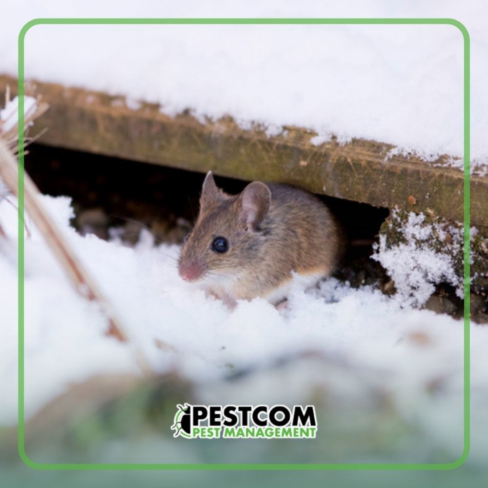 A small mouse peeking out from under a wooden board in the snow, a common wildlife issue for Pestcom Pest Management in Nampa, ID