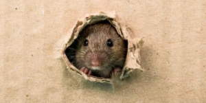 A small mouse peeking out from a torn hole in cardboard, a typical sign of rodent activity for PEST extermination TECH expert in Warwick, RI.