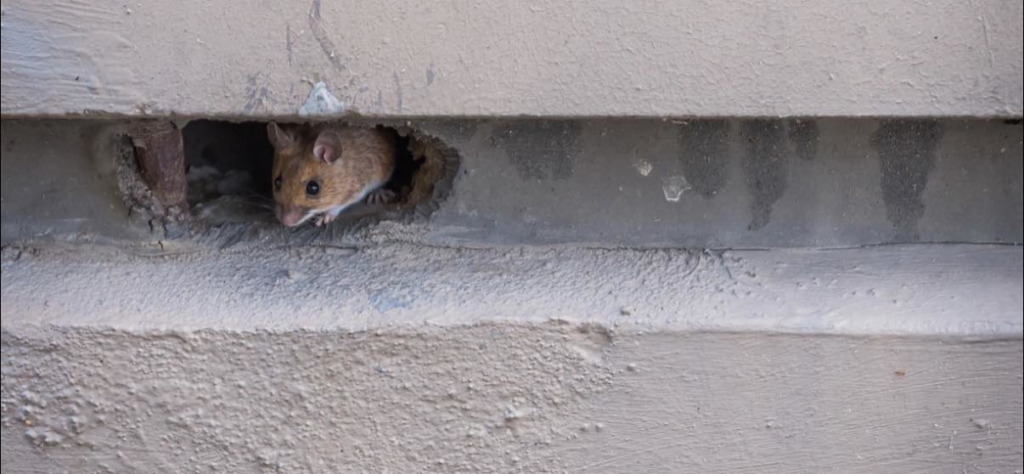 A mouse peeking out of a small hole in a wall, a common sign of pest infestation for Pest Badger in Chippewa Falls, WI.