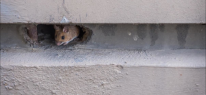 A mouse peeking out of a small hole in a wall, a common sign of pest infestation for Pest Badger in Chippewa Falls, WI.