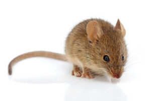 A small brown mouse, a common pest, handled by Pro Pest Control Service in Lowell, MA.
