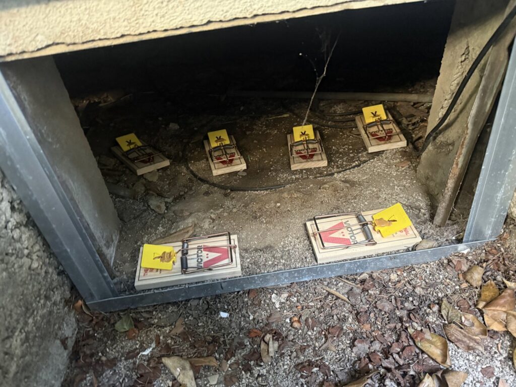 Multiple Victor mouse traps set in a dark crawl space by BeeCal Pest Management in Los Angeles, CA