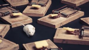 A white mouse surrounded by multiple baited mouse traps, representing rodent control services by Star Pest Control in Idaho Falls, ID.
