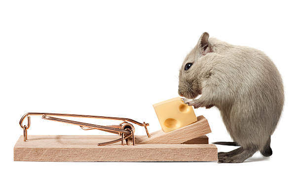 A mouse approaching a baited mousetrap, representing rodent control services by Central Iowa Pest Control Services Inc in West Des Moines, IA