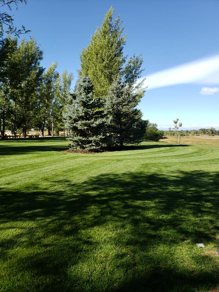 A beautifully mowed lawn with distinct stripes around a large tree by Aaron's Lawn Service in Pittsburg, KS.