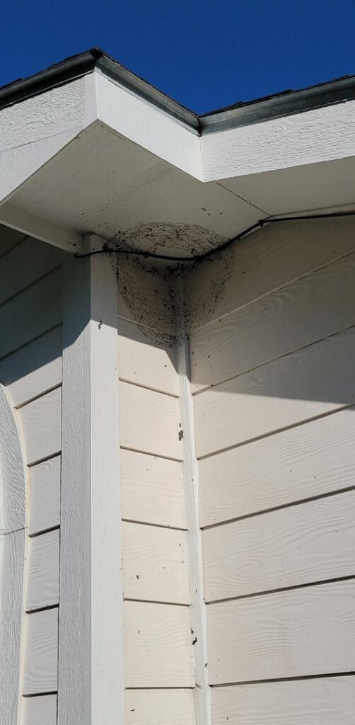 A mud dauber nest built on the corner of a house, requiring pest control services from Wilkinson Pest Control in Nampa, ID.