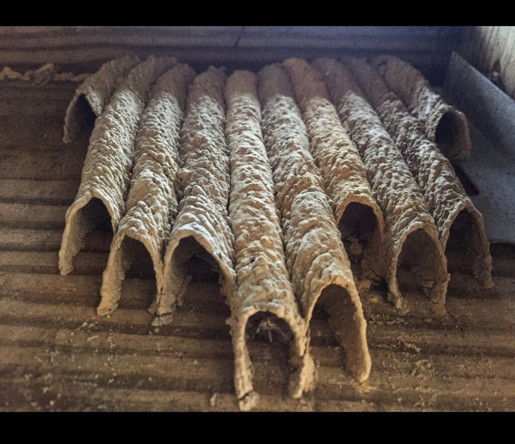 Multiple mud dauber wasp nests built on a surface, showing a pest problem addressed by Affordable Termite & Pest Control in Bloomington, IN.