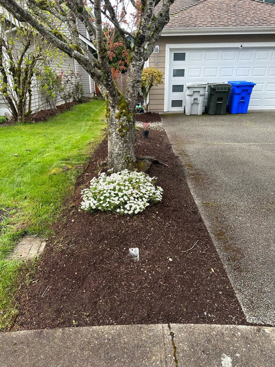 A mulched tree bed with white flowers and a freshly mowed lawn by Martin's Landscaping CO. in Renton, WA.