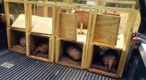 Multiple armadillos safely contained in wooden traps in the back of a truck, ready for relocation by Varmint Eviction Wildlife Removal Services in Tallahassee, FL.