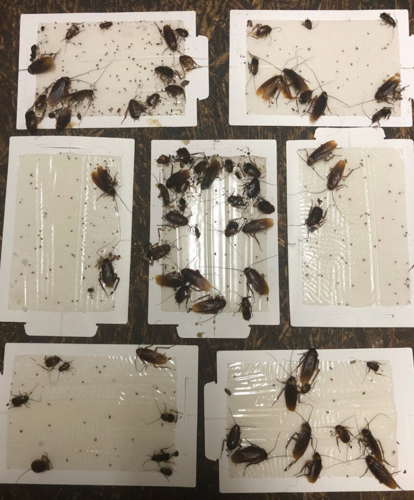 Multiple glue traps filled with cockroaches, showing effective pest control by Horizon Pest Control in Carlsbad, NM.