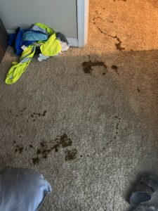 Multiple dark stains on a light brown carpet, indicating a cleaning job for Hippo Cleaning Services in Rockville, MD.